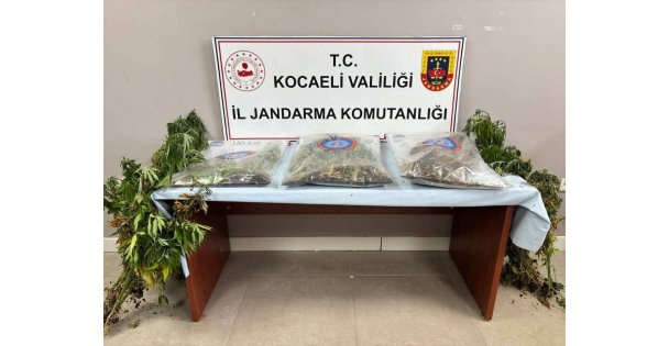 556 kök kenevir ve 5 kilo skunk ele geçirildi: 2 şüpheli tutuklandı