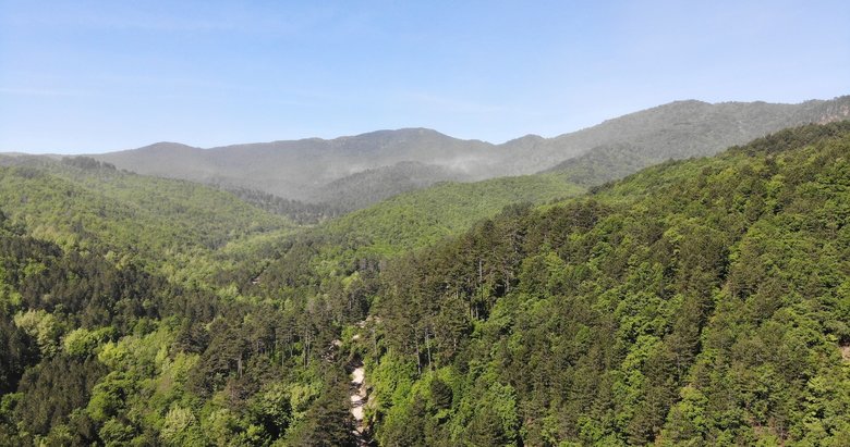 Orman Genel Müdürü Karacabey: Yanan ormanlık alanlar, bölgenin ekolojisine uygun fidanlarla yeniden yeşeriyor
