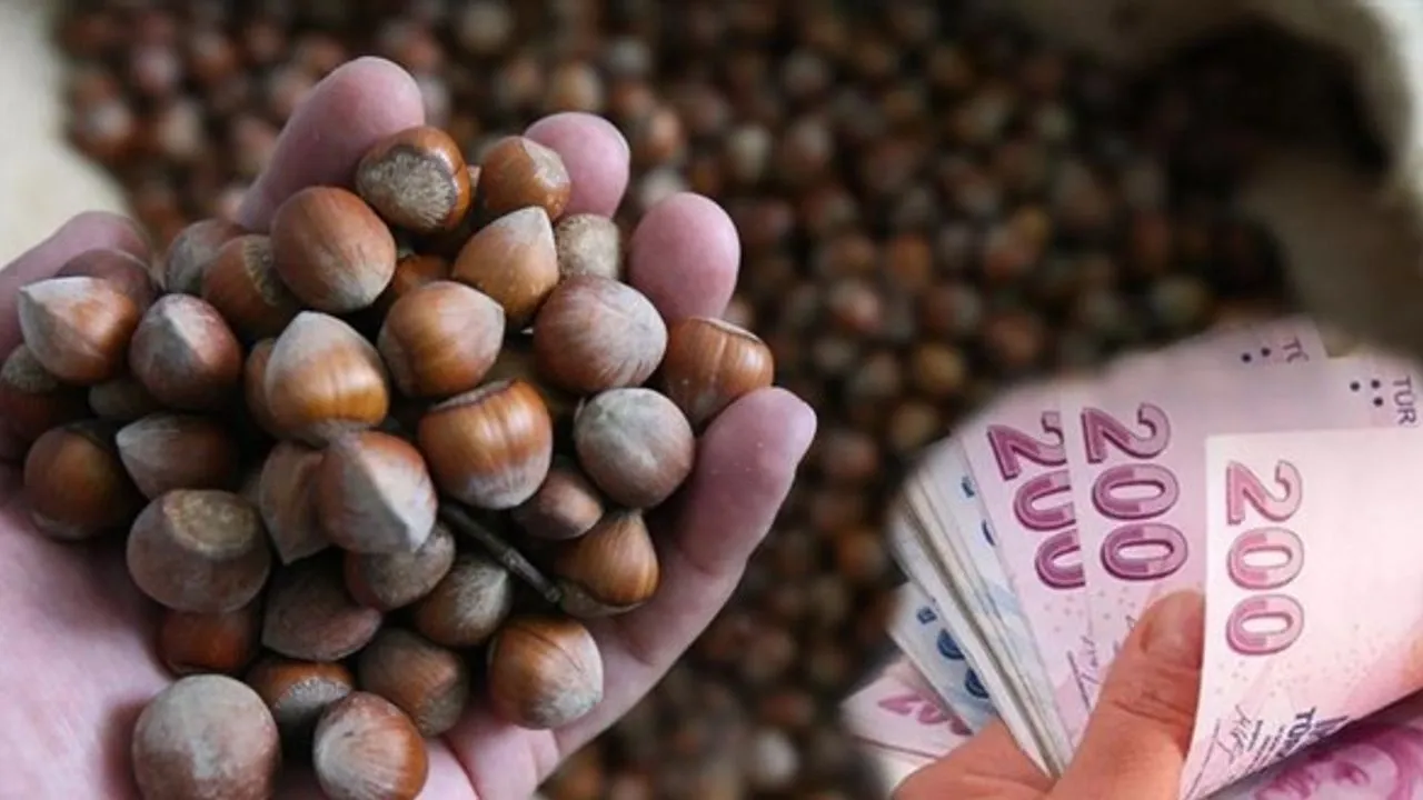 Fındık Taban Fiyatı Açıklandı; Fiyat 195 Lira…