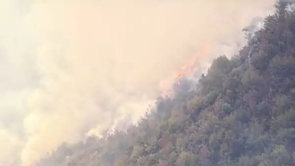 Küre Dağları Milli Parkı’nda orman yangını