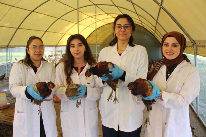 Osmanlı mutfağının gözdesi Sülün, Amasya Üniversitesi’nde üretildi