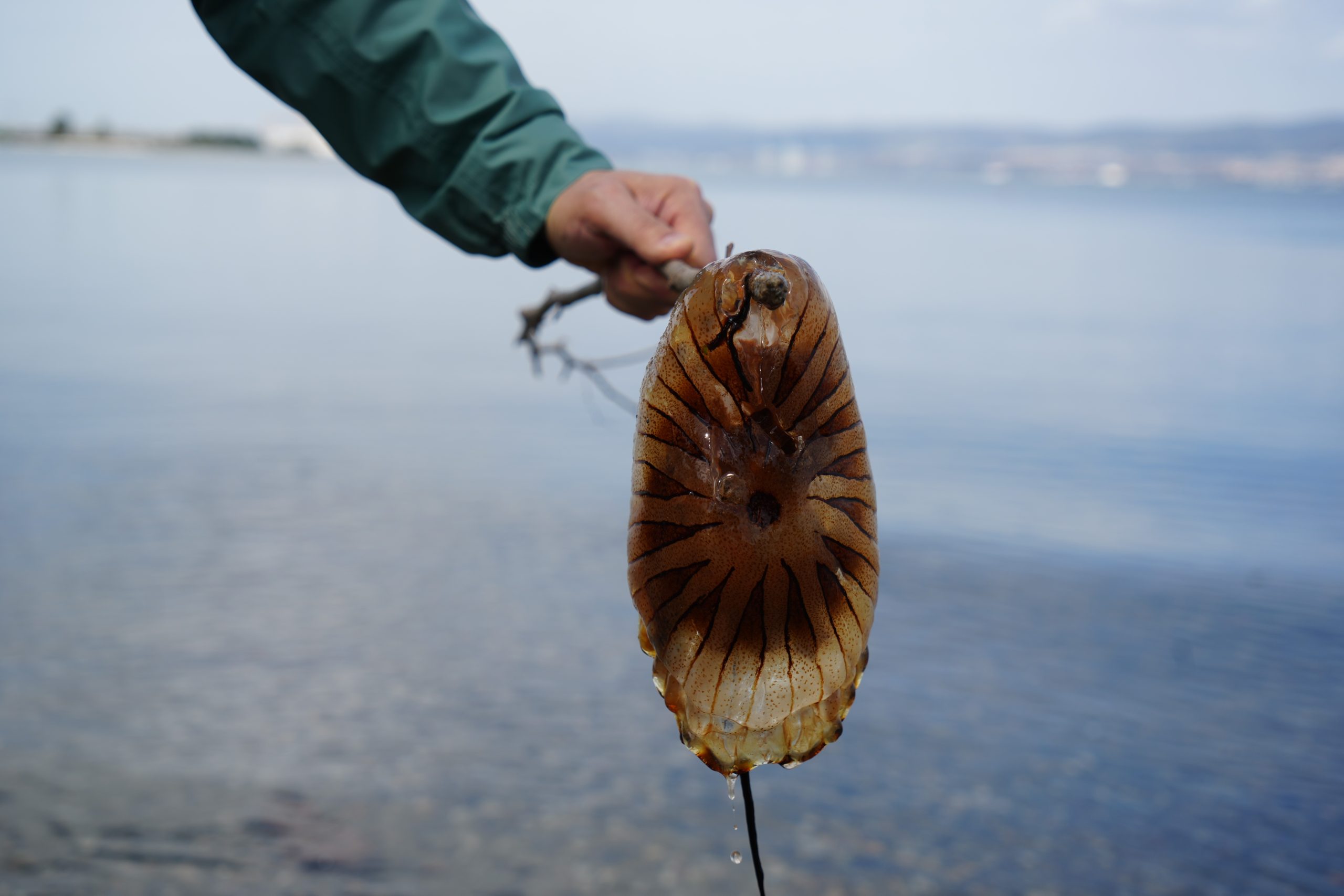 Denizde bu türü görürseniz sakın yaklaşmayın