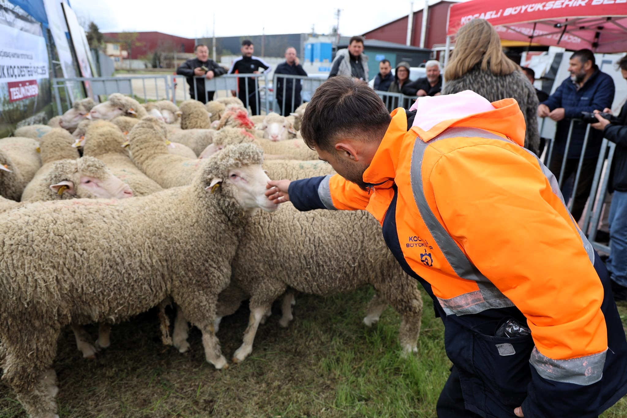 Büyükşehir’den hayvancılığa damızlık koç desteği